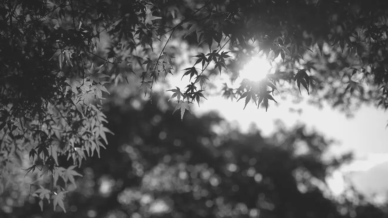 秋の日差しに当たる紅葉